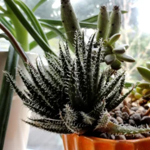 Black Haworthia Aloe Haworthioides Plant 3.5 Inch Pot Unique Succulent