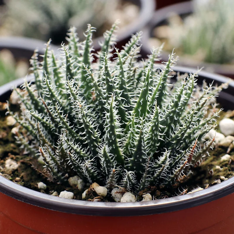 Black Haworthia Aloe Haworthioides Plant 3.5 Inch Pot Unique Succulent