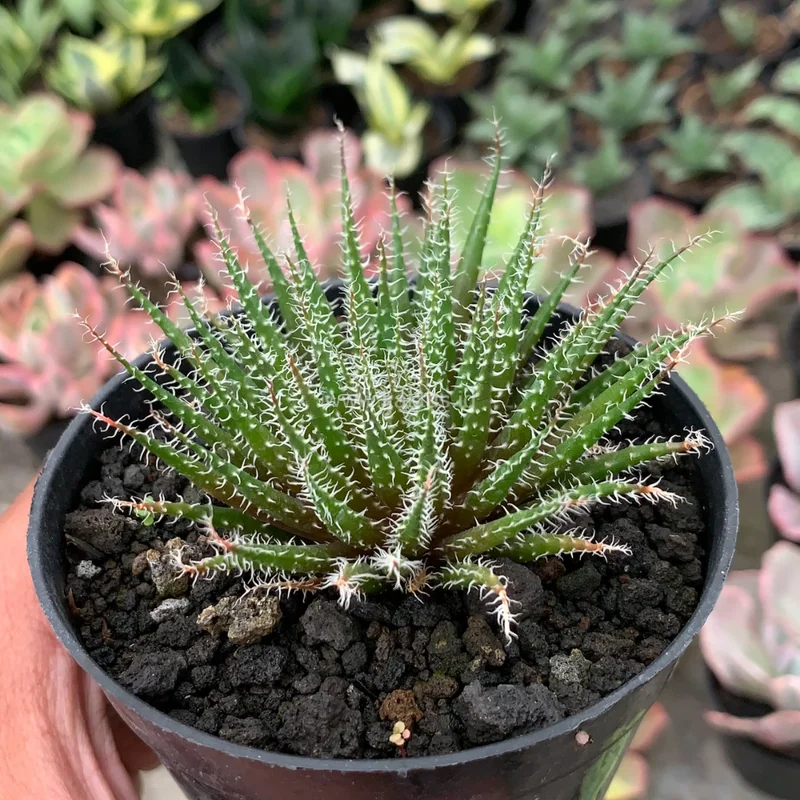 Black Haworthia Aloe Haworthioides Plant 3.5 Inch Pot Unique Succulent