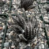 Black Haworthia Aloe Haworthioides Plant 3.5 inch Pot Unique Indoor Succulent