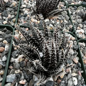 Black Haworthia Aloe Haworthioides Plant 3.5 inch Pot Unique Indoor Succulent