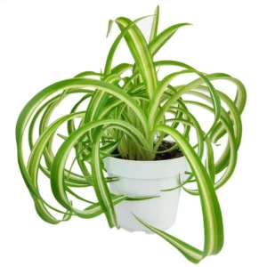 Curly Spider Plant 4in Pot Easy Care Air Purifier