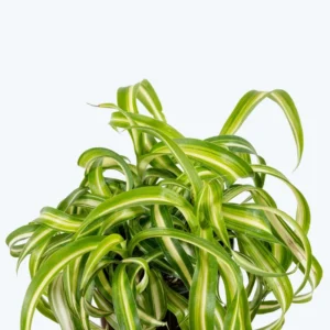 Curly Spider Plant 4in Pot Easy Care Air Purifier