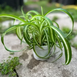 Curly Spider Plant 4in Pot Easy Care Air Purifier