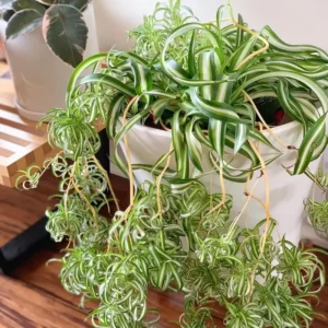 Curly Spider Plant 4in Pot Easy Care Air Purifier