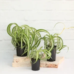 Curly Spider Plant 4in Pot Indoor Air Purifier Easy Care