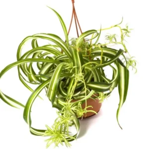 Curly Spider Plant 4in Pot Indoor Air Purifier Easy Care