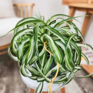 Curly Spider Plant 4in Pot Indoor Air Purifier Easy Care