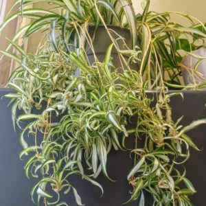 Curly Spider Plant 4in Pot Indoor Air Purifier Easy Care