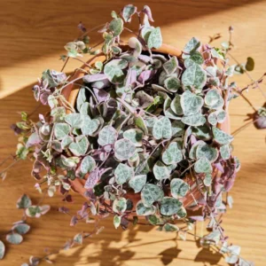 Variegated String of Hearts 3 Cuttings - Rare Trailing Succulent