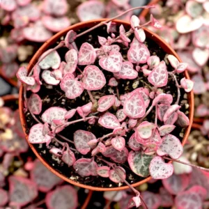 Variegated String of Hearts 3 Cuttings - Rare Trailing Succulent