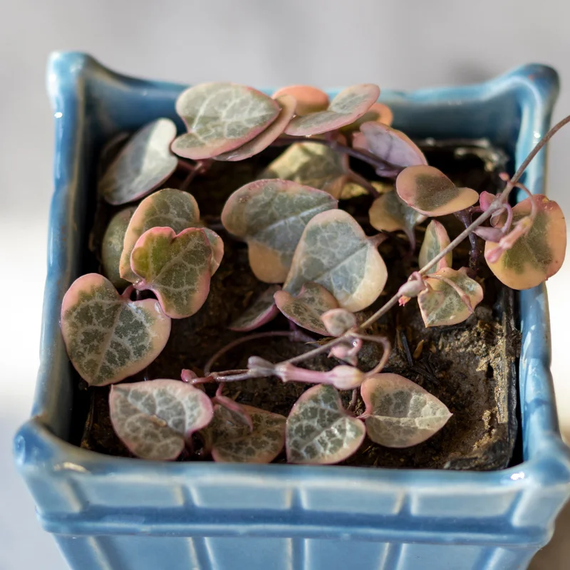 Variegated String of Hearts 3 Cuttings - Rare Trailing Succulent