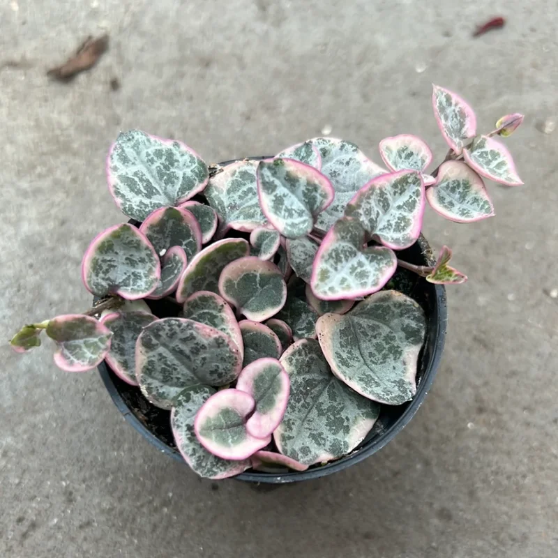 Variegated String of Hearts 5 Cuttings - Rare Variegated Succulent