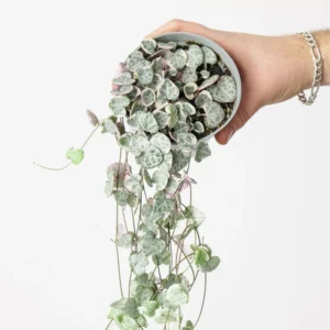 Variegated String of Hearts 6 Cuttings - Easy to Root Succulent