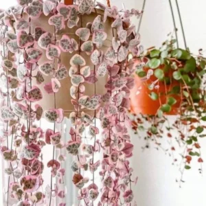 Variegated String of Hearts 6 Cuttings - Easy to Root Succulent