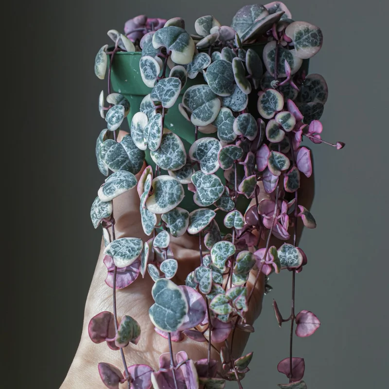 Variegated String of Hearts Cuttings - 8 Unrooted Cuttings