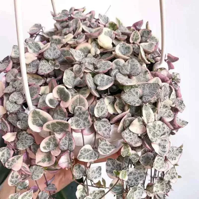 Variegated String of Hearts Cuttings - 8 Unrooted Cuttings