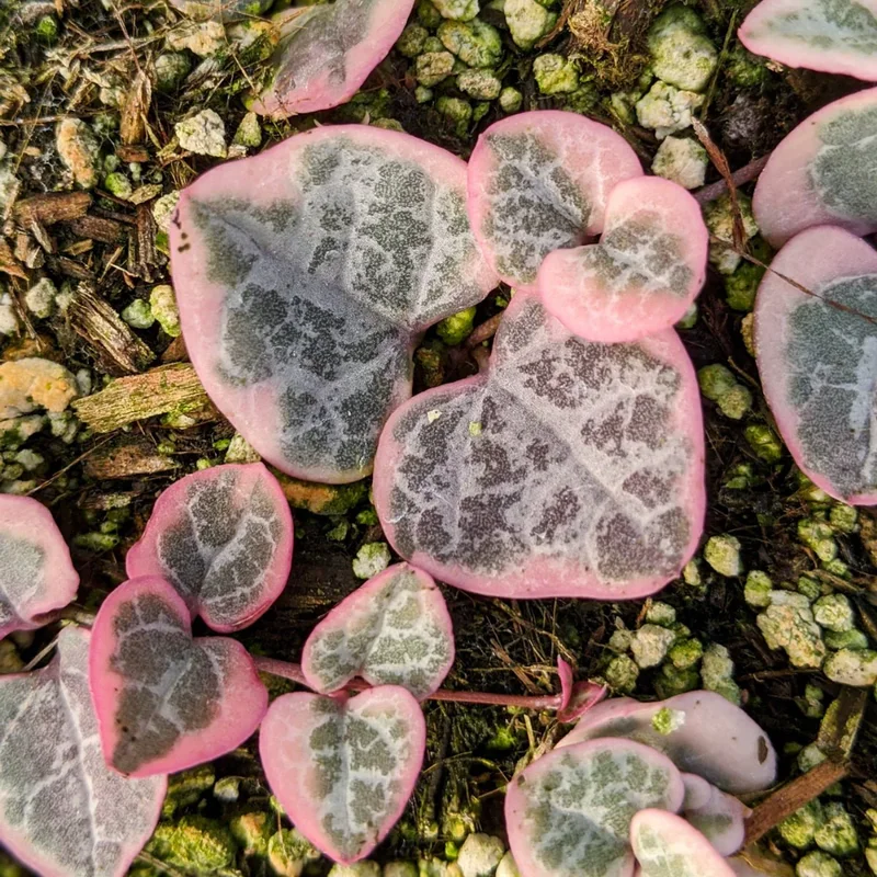 Variegated String of Hearts Cuttings - 8 Unrooted Cuttings