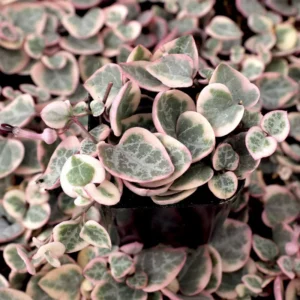 Variegated String of Hearts 10 Cuttings - Rare Succulent Plant