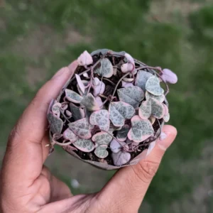 Variegated String of Hearts 10 Cuttings - Rare Succulent Plant