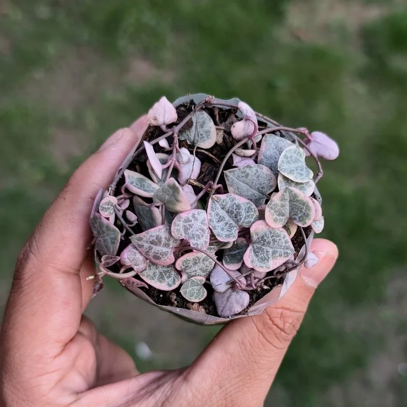Variegated String of Hearts 10 Cuttings - Rare Succulent Plant
