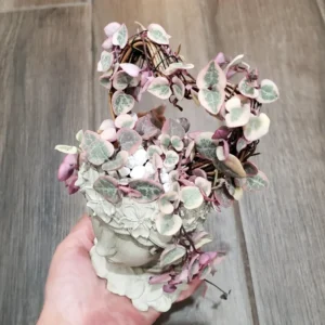 Variegated String of Hearts 10 Cuttings - Rare Succulent Plant