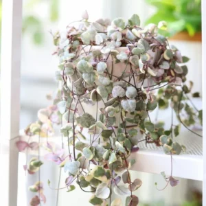 Variegated String of Hearts Plant 4in Pot Trailing Succulent