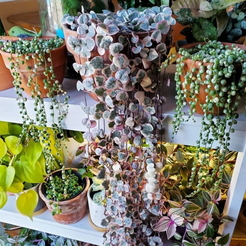 Variegated String of Hearts Plant 4in Pot Trailing Succulent