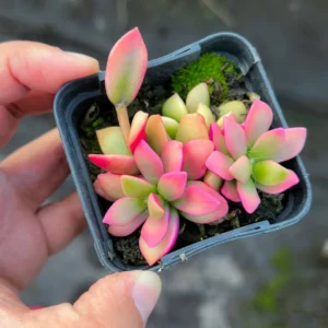 Sunrise Variegated Succulent - 2 Inch Potted Plant