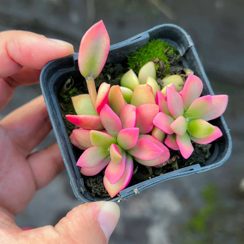 Sunrise Variegated Succulent - 2 Inch Potted Plant