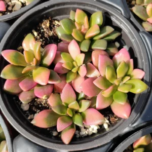 Sunrise Variegated Succulent - 2 Inch Potted Plant