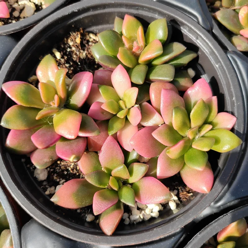 Sunrise Variegated Succulent - 2 Inch Potted Plant
