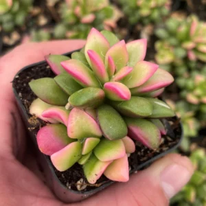 Sunrise Variegated Succulent - 2 Inch Potted Plant