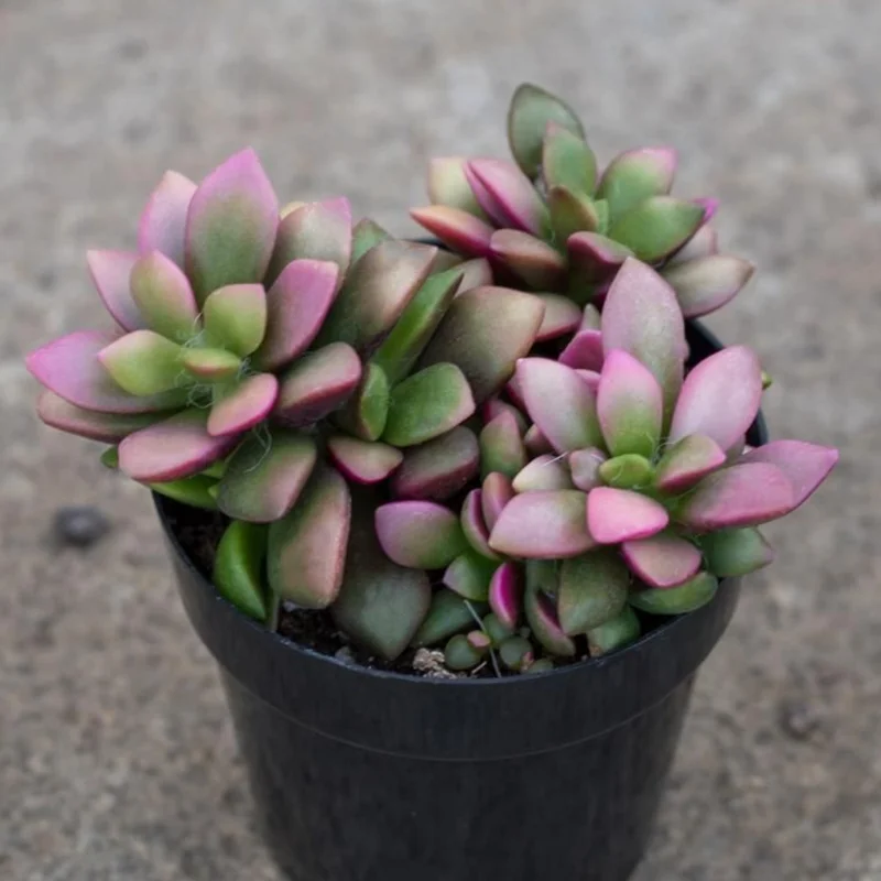 Pink Sunrise Variegated Succulent - 4 Inch Potted Plant
