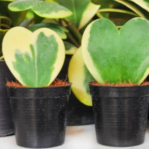 Variegated Heart Leaf Hoya Kerrii - 4 Inch Potted Plant - Unique Foliage