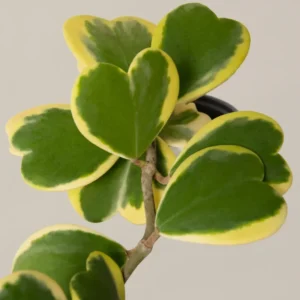 Variegated Heart Leaf Hoya Kerrii - 4 Inch Potted Plant - Unique Foliage