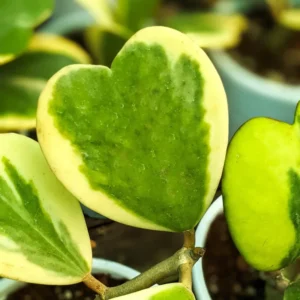 Variegated Heart Leaf Hoya Kerrii - 4 Inch Potted Plant - Unique Foliage