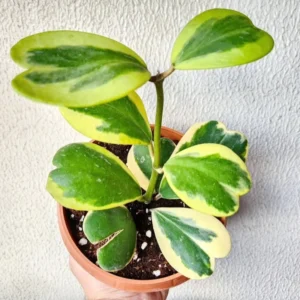 Variegated Heart Leaf Hoya Kerrii - 4 Inch Potted Plant - Unique Foliage