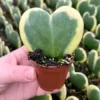 Variegated Heart Leaf Hoya Kerrii 4'' Pot Heart-Shaped Live Plant