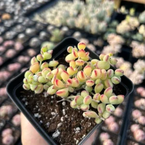 Cotyledon Pendens Plant - 4 inch Pot - Trailing Succulent