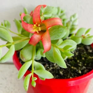 Cotyledon Pendens Plant - 4 inch Pot - Trailing Succulent