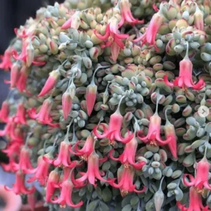 Cotyledon Pendens Plant - 4 inch Pot - Trailing Succulent