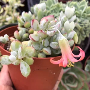 Cotyledon Pendens Succulent 6in Pot Trailing Plant for Hanging Baskets