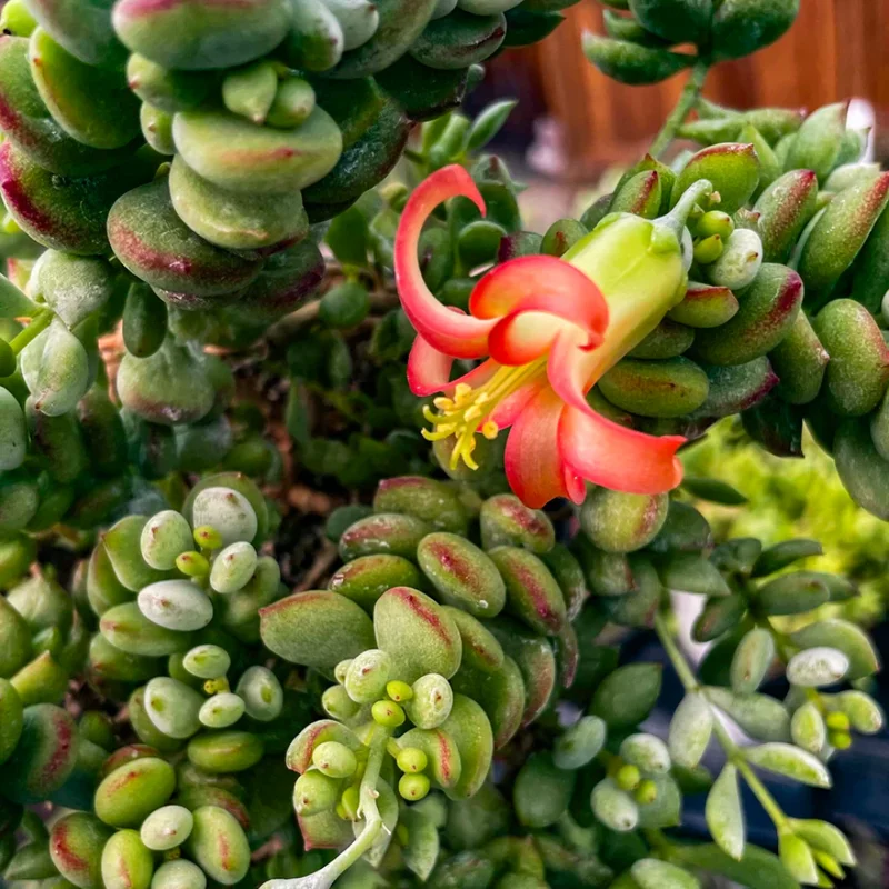 Cotyledon Pendens Succulent 6in Pot Trailing Plant for Hanging Baskets