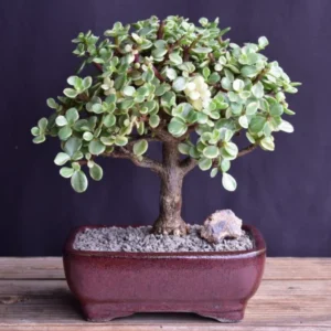 Variegated Jade Plant 2in Pot - Unique Succulent Indoor Plant