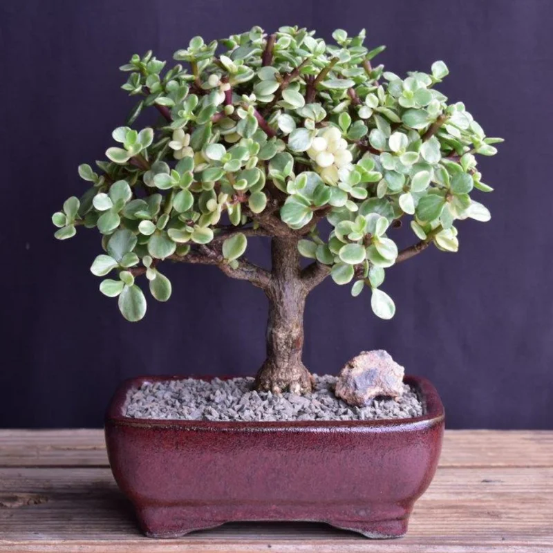 Variegated Jade Plant 2in Pot - Unique Succulent Indoor Plant