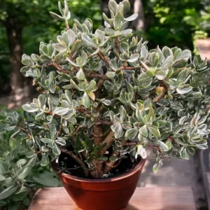 Variegated Jade Plant 2in Pot - Unique Succulent Indoor Plant