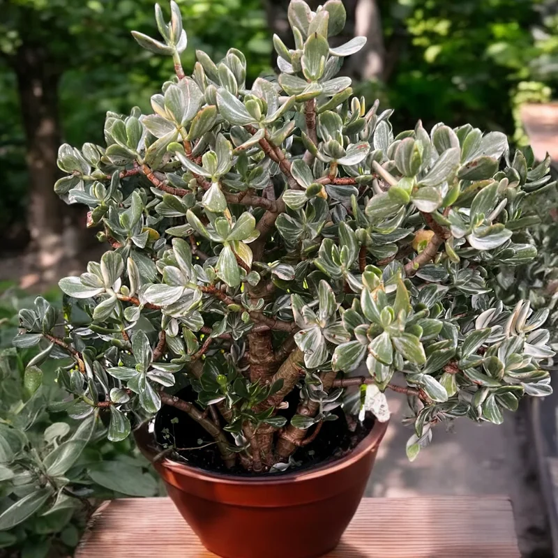 Variegated Jade Plant 2in Pot - Unique Succulent Indoor Plant