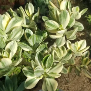 Variegated Jade Plant 2in Pot - Unique Succulent Indoor Plant