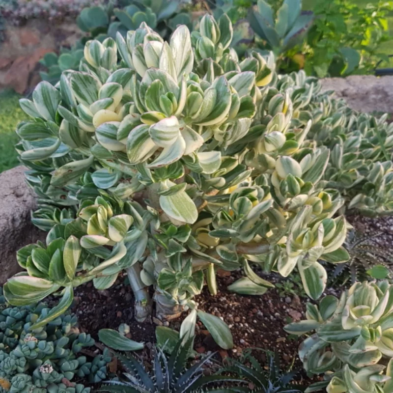 Variegated Jade Plant 2in Pot - Unique Succulent Indoor Plant